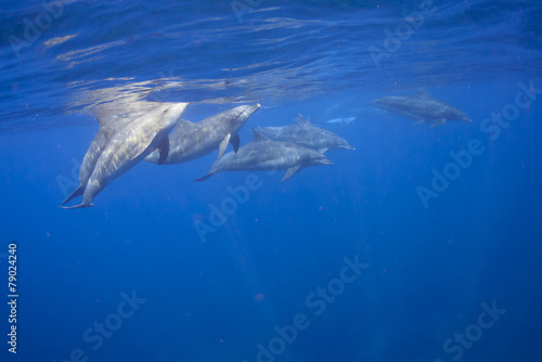 the dolphins living in the island away from Tokyo 3 hours. © sin_ok