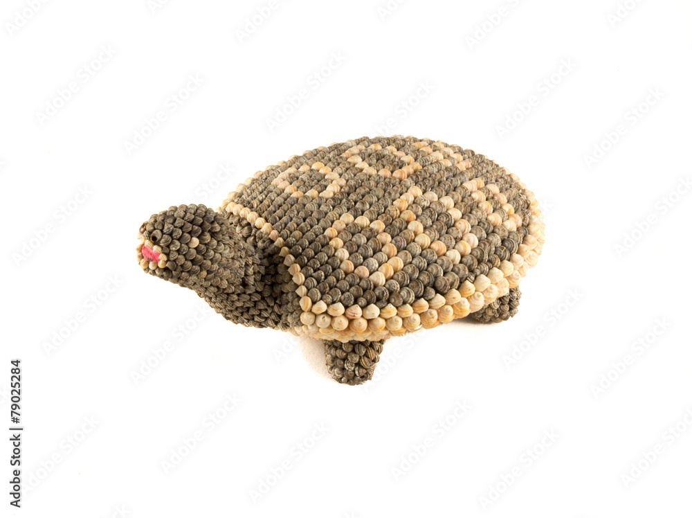 Fototapeta premium turtle