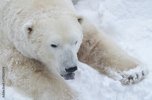 Белый медведь на снегу.