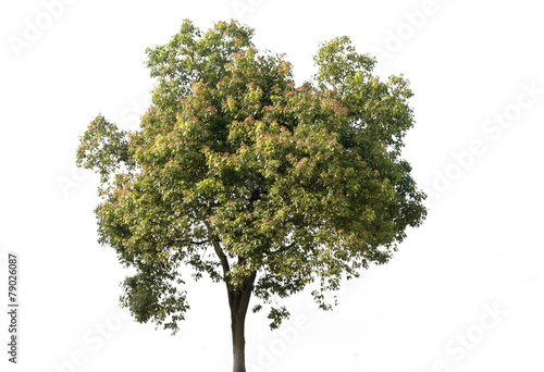 Beautiful green tree on a white background