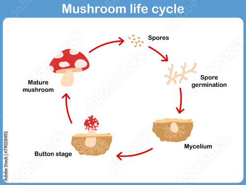 Vector Cycle of mushroom for kids