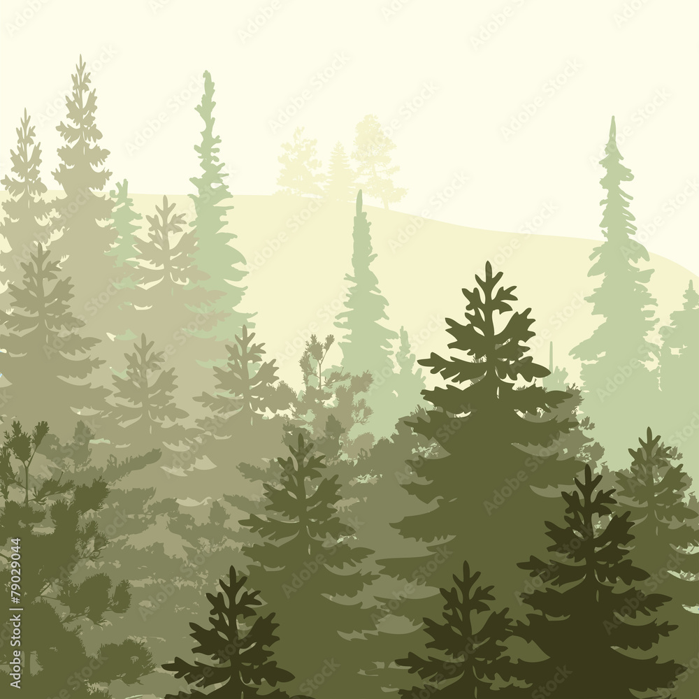 Panorama of wild coniferous forest