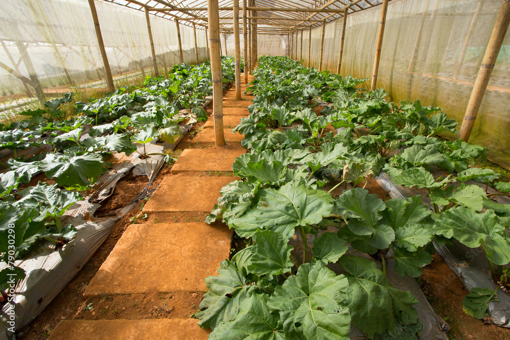 vegetable close farm, indoor cabbage and salad vegetable farm