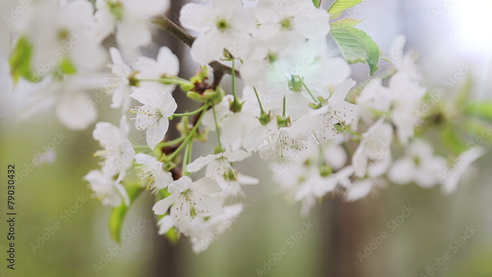 Changing focus on cherry tree branch at spring Changing focus on cherry tree branch at spring
