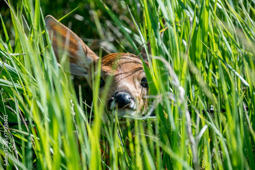 Peekaboo Deer