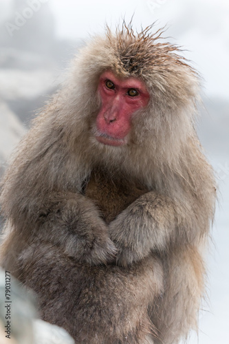                                            Japanese monkey which nestles in snow