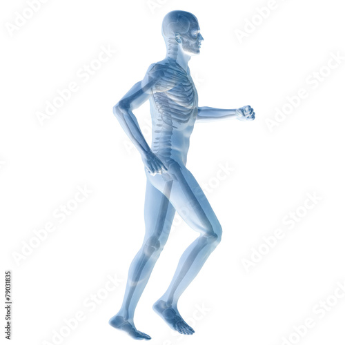 3D human male anatomy isolated © high_resolution
