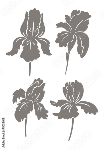 iris flower