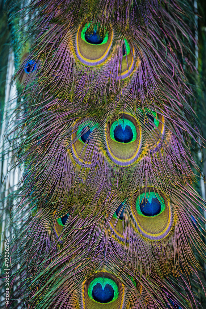 Fototapeta premium peacock feather