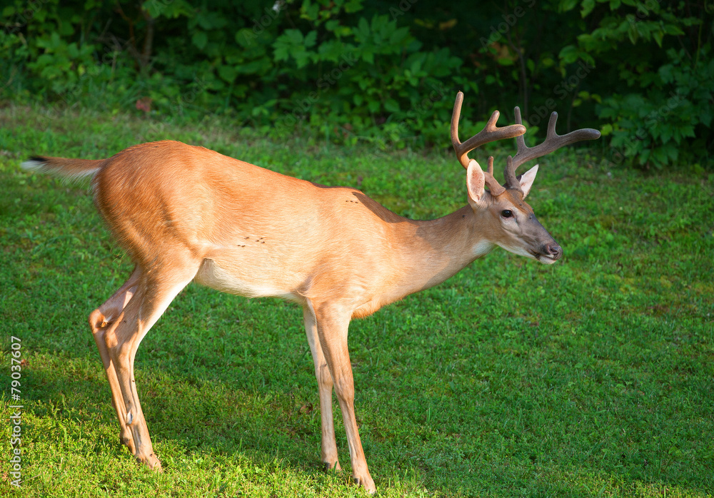 Fototapeta premium Straight tail