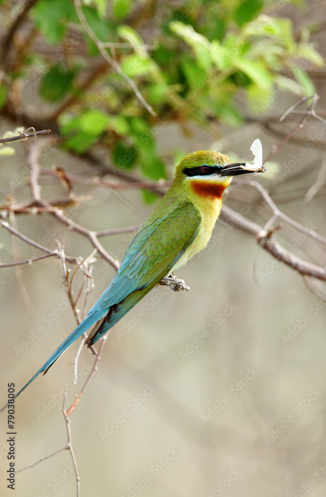 Obraz premium A beautiful Blue tailed bee eater with moth