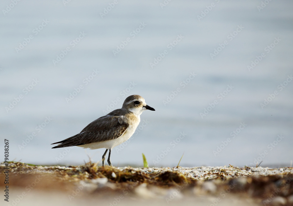 Greater sand plover in the coast of Bahrain Greater sand plover in the coast of Bahrain