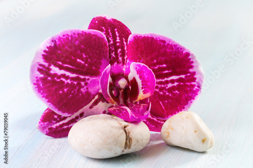 Pink orchid on wooden background