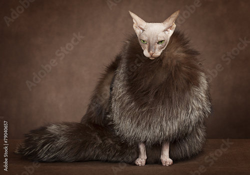 Cuadro en lienzo Sphinx cat wearing a coat with fur
