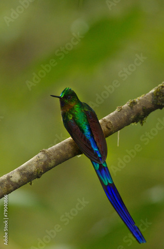 violet-tailed sylph hummingbird of Ecuador photo