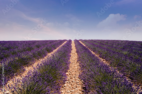 Lavender field at Provence, France