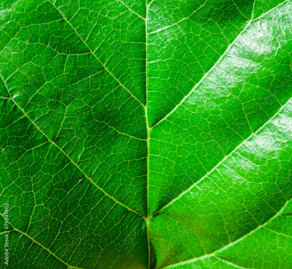 Green leaf macro shot Green leaf macro shot