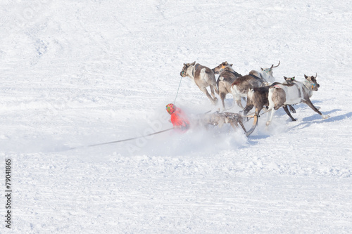 second before falling musher sleds with reindeer