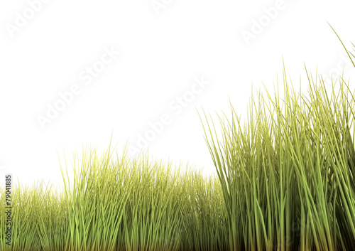 Long Grass