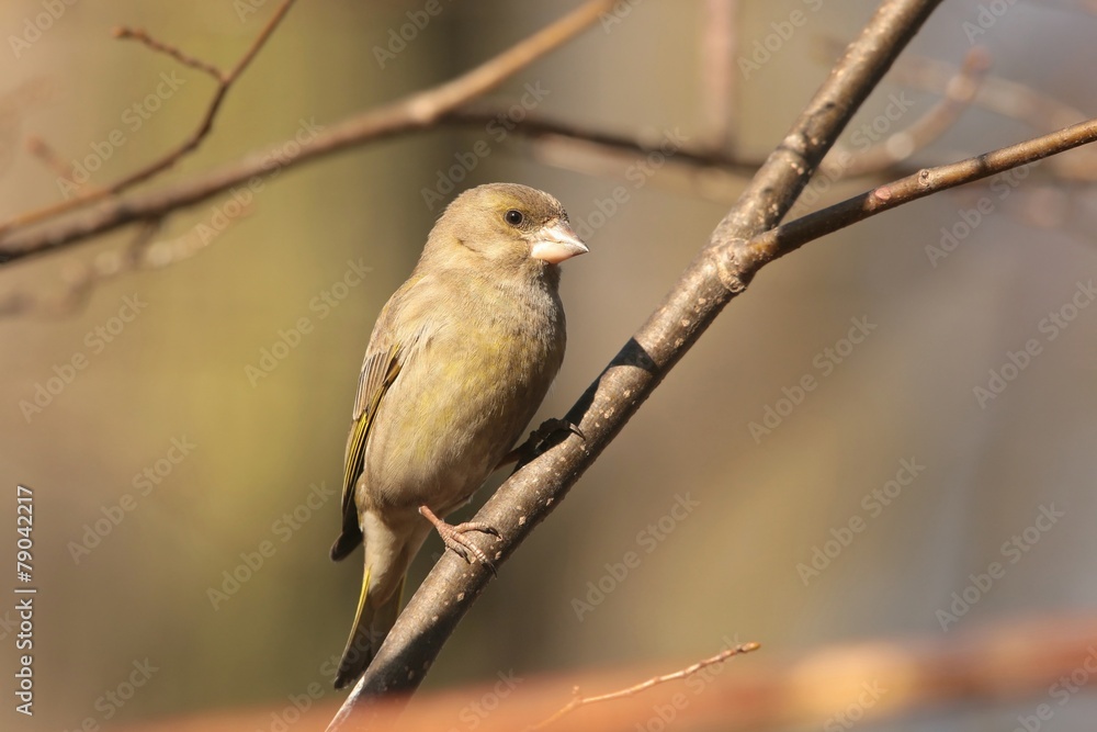 Fototapeta premium Greenfinch (Carduelis chloris) on a twig