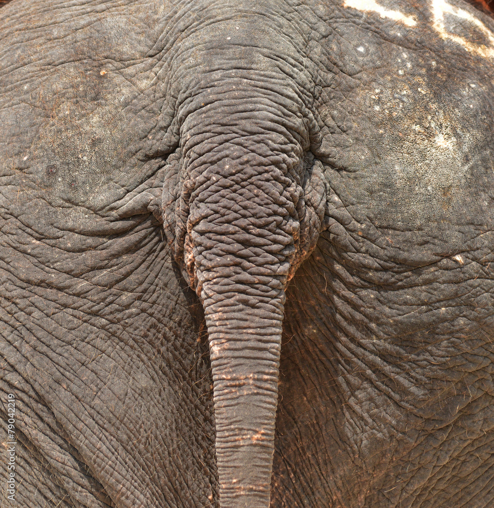 Fototapeta premium tail rear elephant