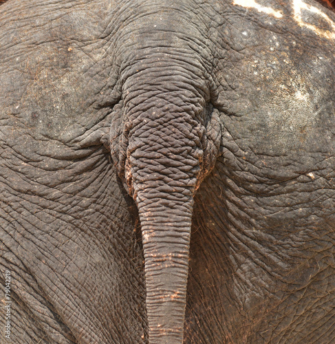 tail rear elephant