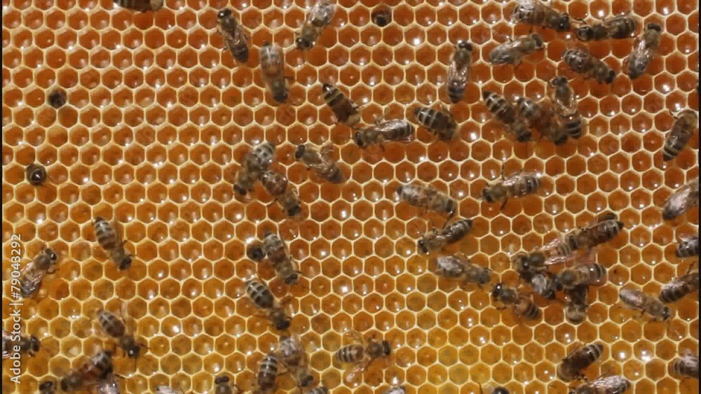 Bees convert nectar into honey and cover it in honeycombs. Bees convert nectar into honey and cover it in honeycombs.