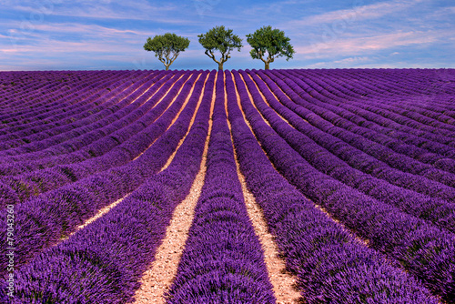 Lavender field Summer sunset landscape with tree