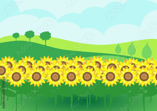 sunflowers