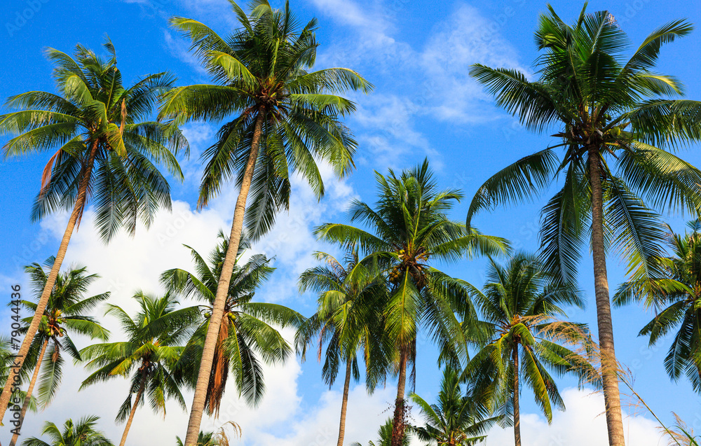 Coconut palms and the sky