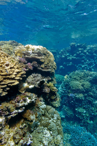 coral reef with hard corals in tropical sea - underwater