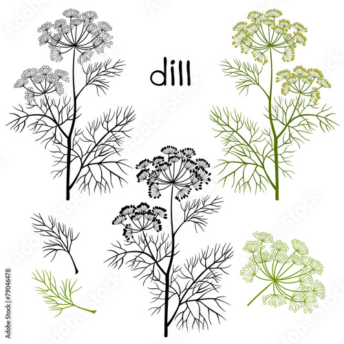 Valokuvatapetti Set of dill  isolated on white background. Hand drawn vector ill
