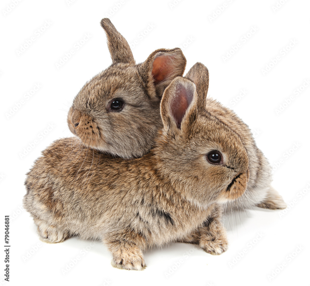 Obraz premium Animals. Rabbit isolated on a white background