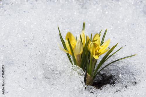 yellow crocuses