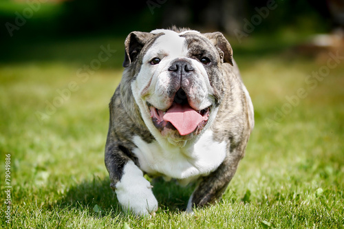 Purebred bulldog