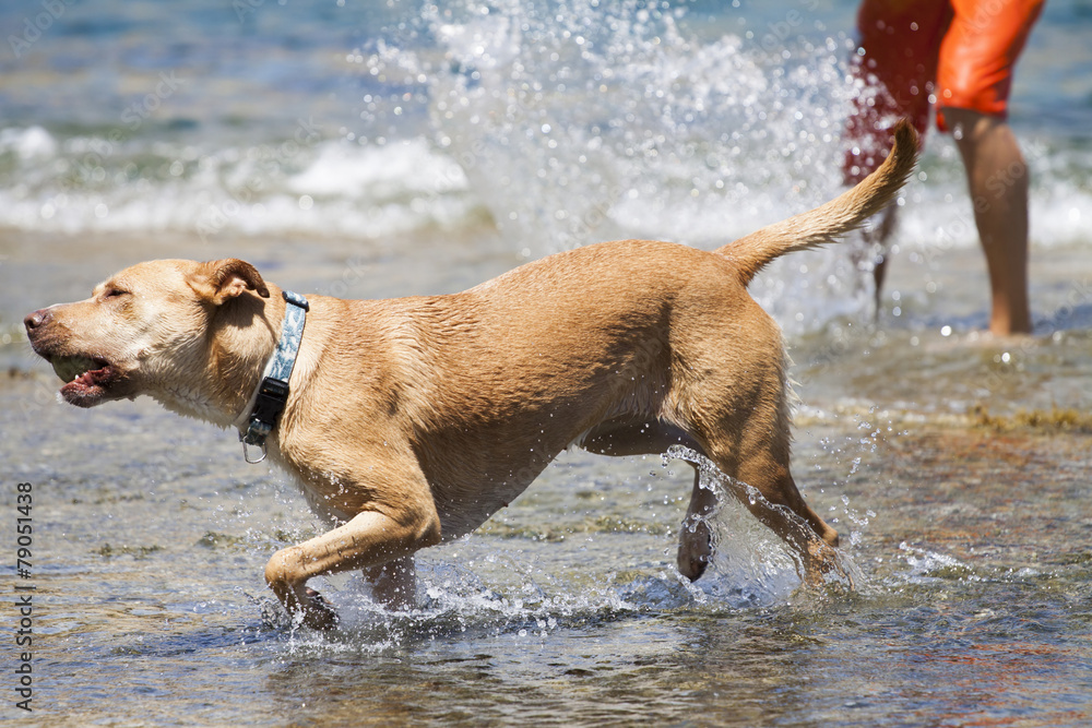 Dog playing in the water