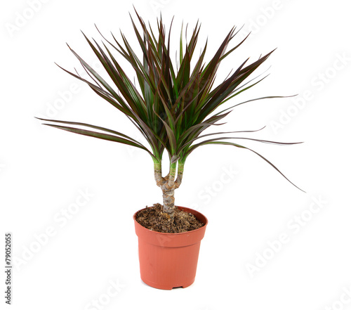Dracena plant