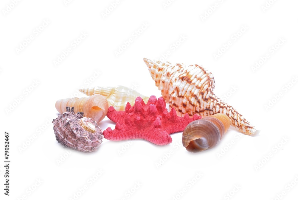 starfish, seashells  isolated on white background