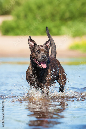 American staffordshire terrier dog running on the beach