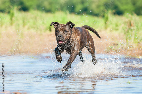 Staffordshire terrier running in water with a lot of splash