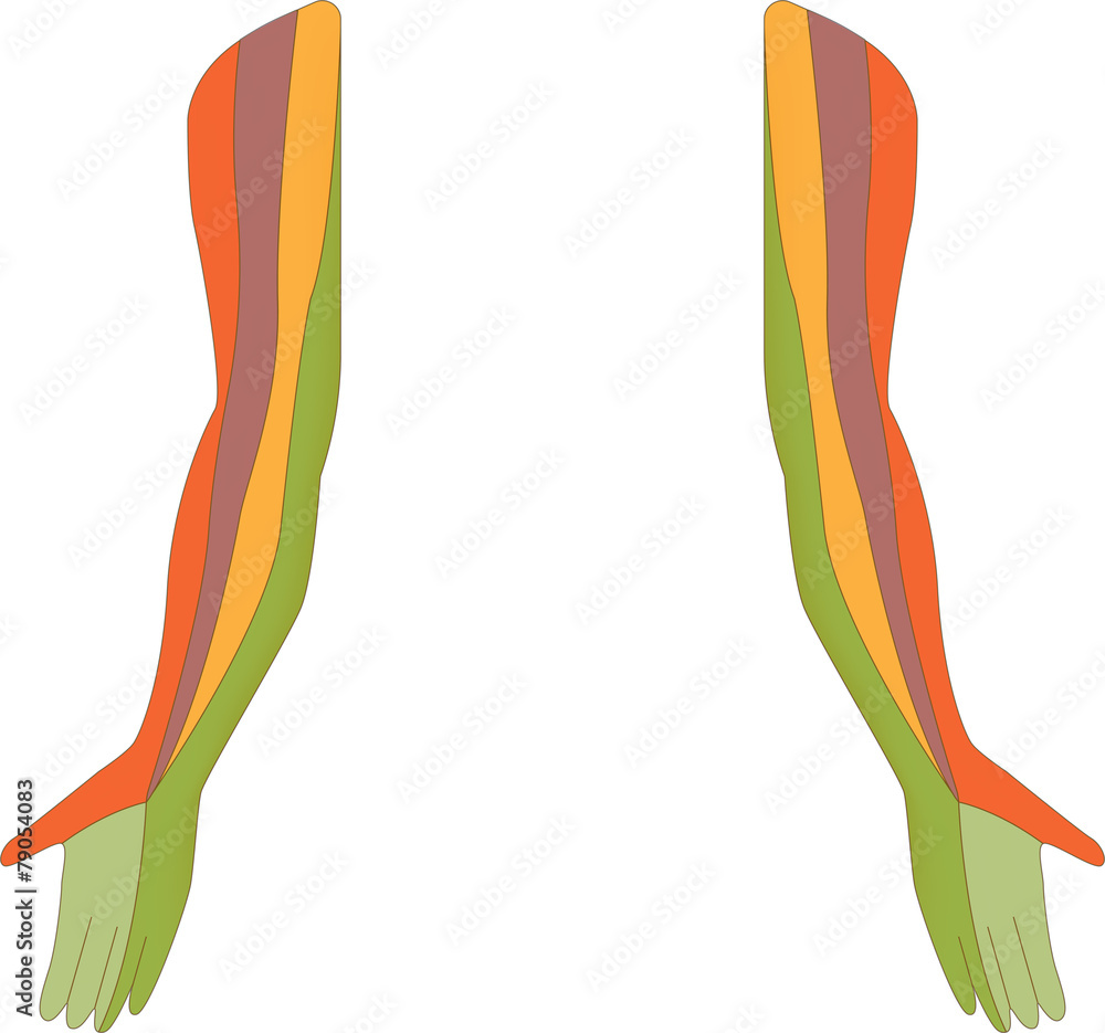 Dermatome Map Upper Limb Anterior View Illustration De Stock Images