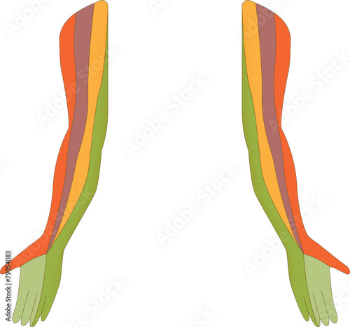 Dermatome Map of the Upper Limb