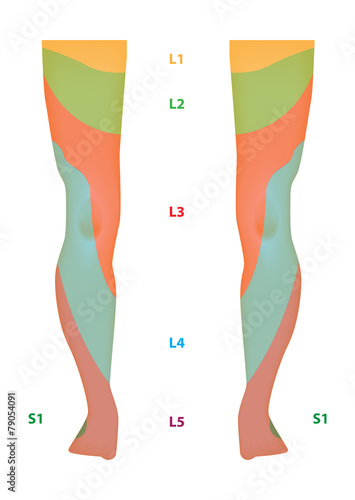 Dermatome Map of the Lower Limb