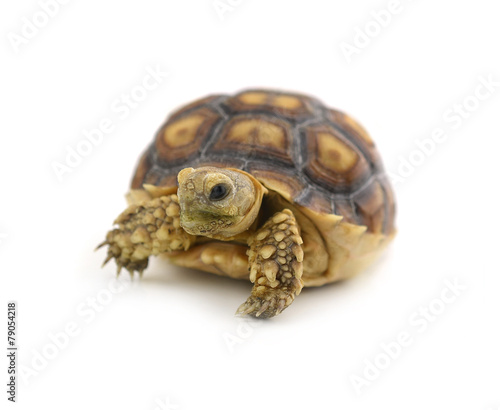 Desert tortoise isolated on white background