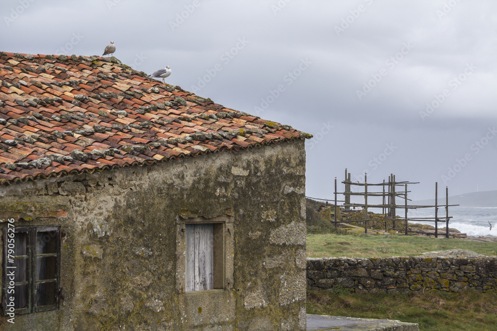 Gaviotas en tejado Gaviotas en tejado