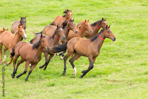 Fototapeta Naklejka Na Ścianę i Meble -  horse herd running on the field