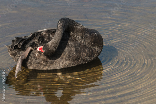 black swan grooming on lake