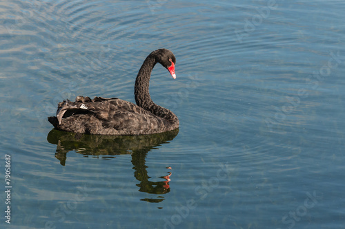 black swan floating on lake photo