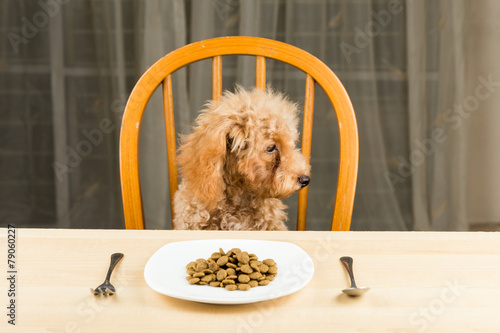 Puppy looking away and uninterested on her kibbles photo