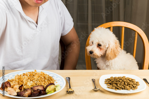 Puppy looking away and uninterested on her kibbles photo